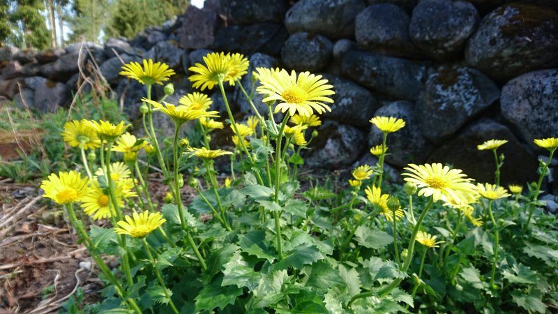 Doronicum orientale Дороникум восточный